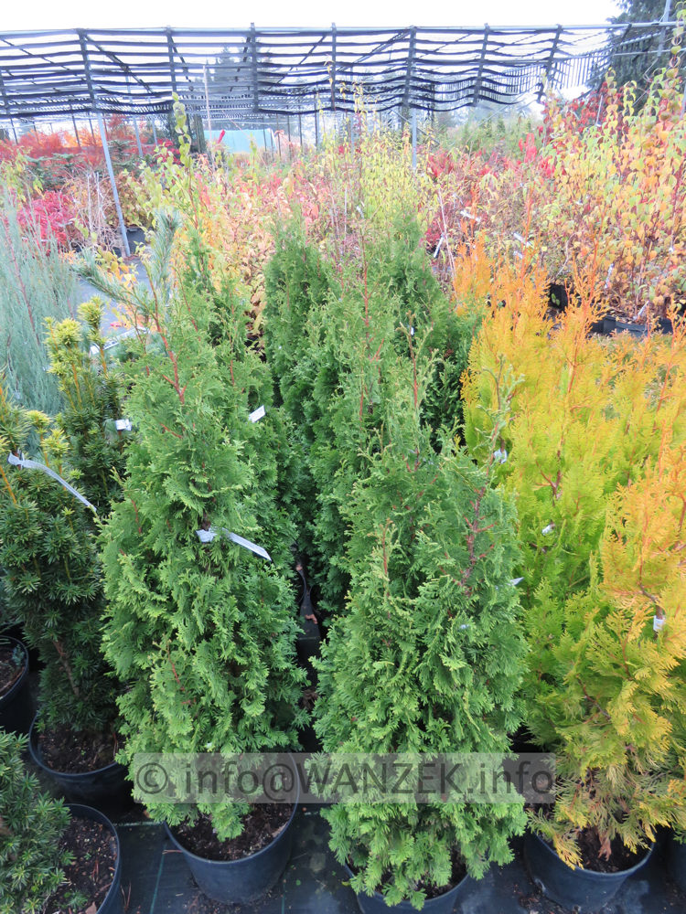 Thuja occidentalis DeGroots Spire 100cm.JPG